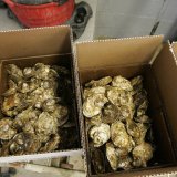 L'arsénobétaïne est l'un des composés de l'arsenic les plus répandus dans les fruits de mer, y compris les algues, les poissons et les crustacés, a indiqué lundi l'Université de Berne (Unibe). Ici, des huîtres. KEYSTONE/AP/JULIE JACOBSON